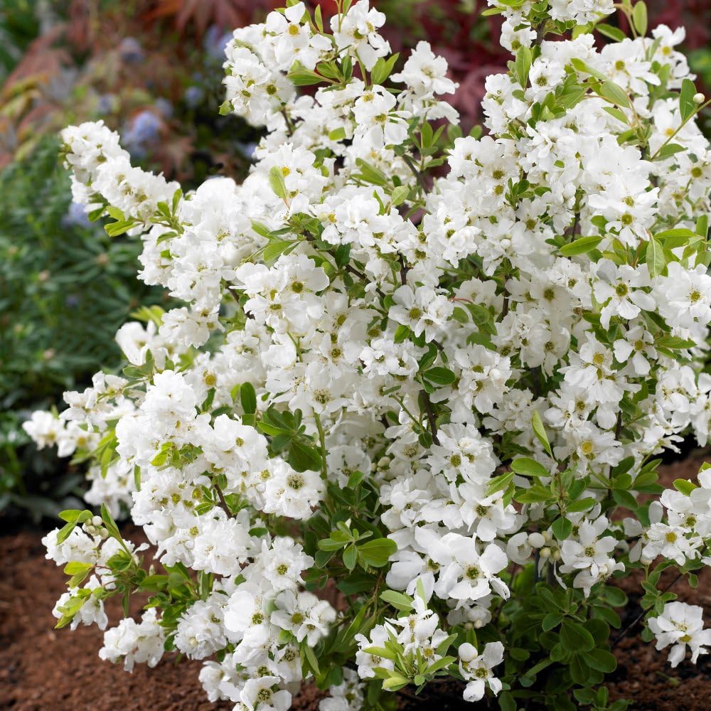 Exochorda x macrantha 'Niagara' Stunning White Blossoms Hardy Shrub Ideal for Spring Gardens Elegant Early Bloomer 1X 3.6 Litre Pots by Thompson and Morgan