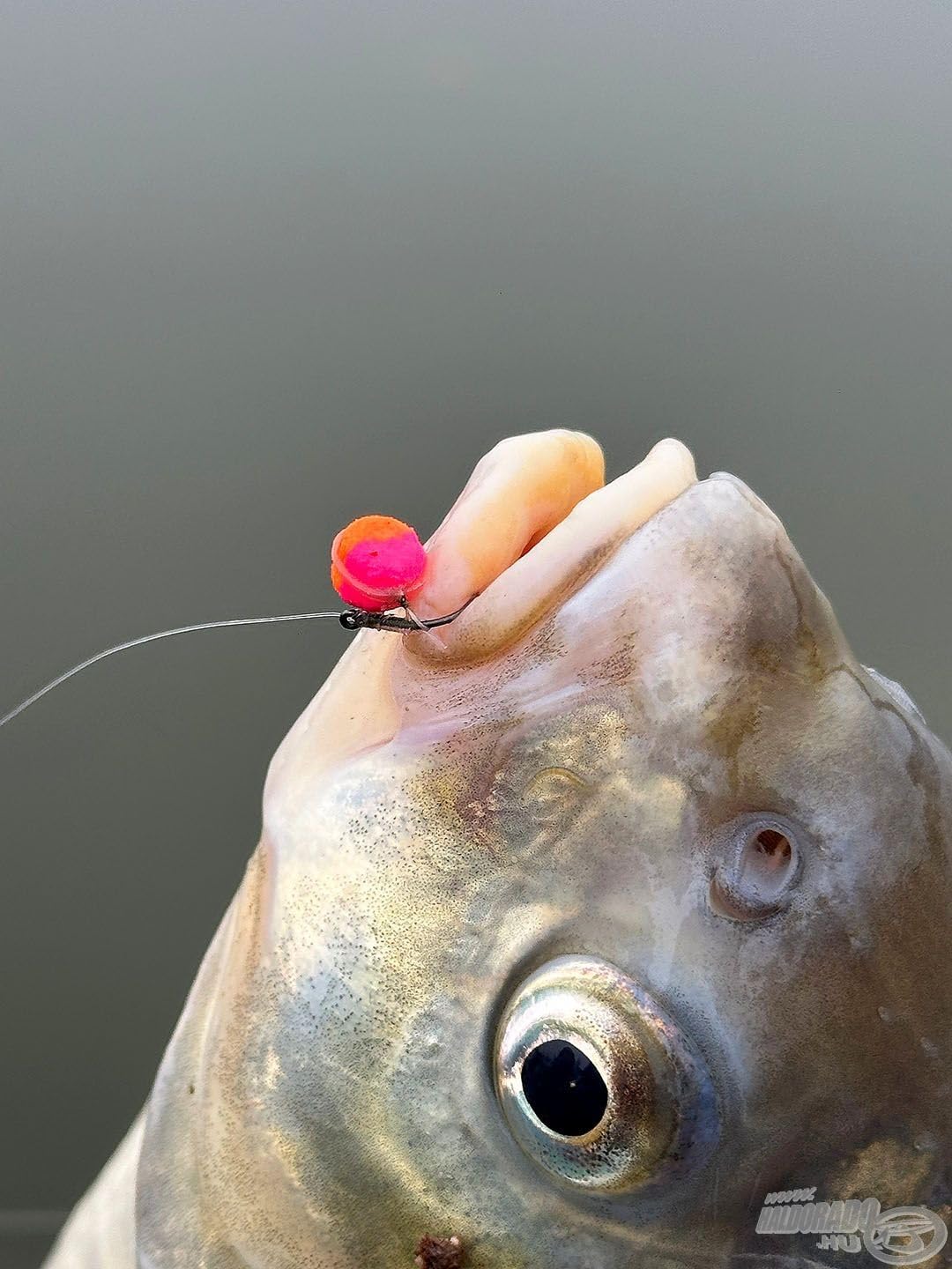 Haldorado Metodo 4S Pellet Competition Carp Fishing Wafter, 5 mm, aroma peperoncino e aglio