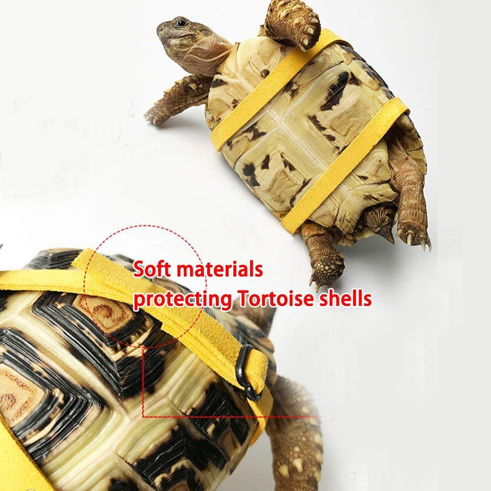 tortoise leashes