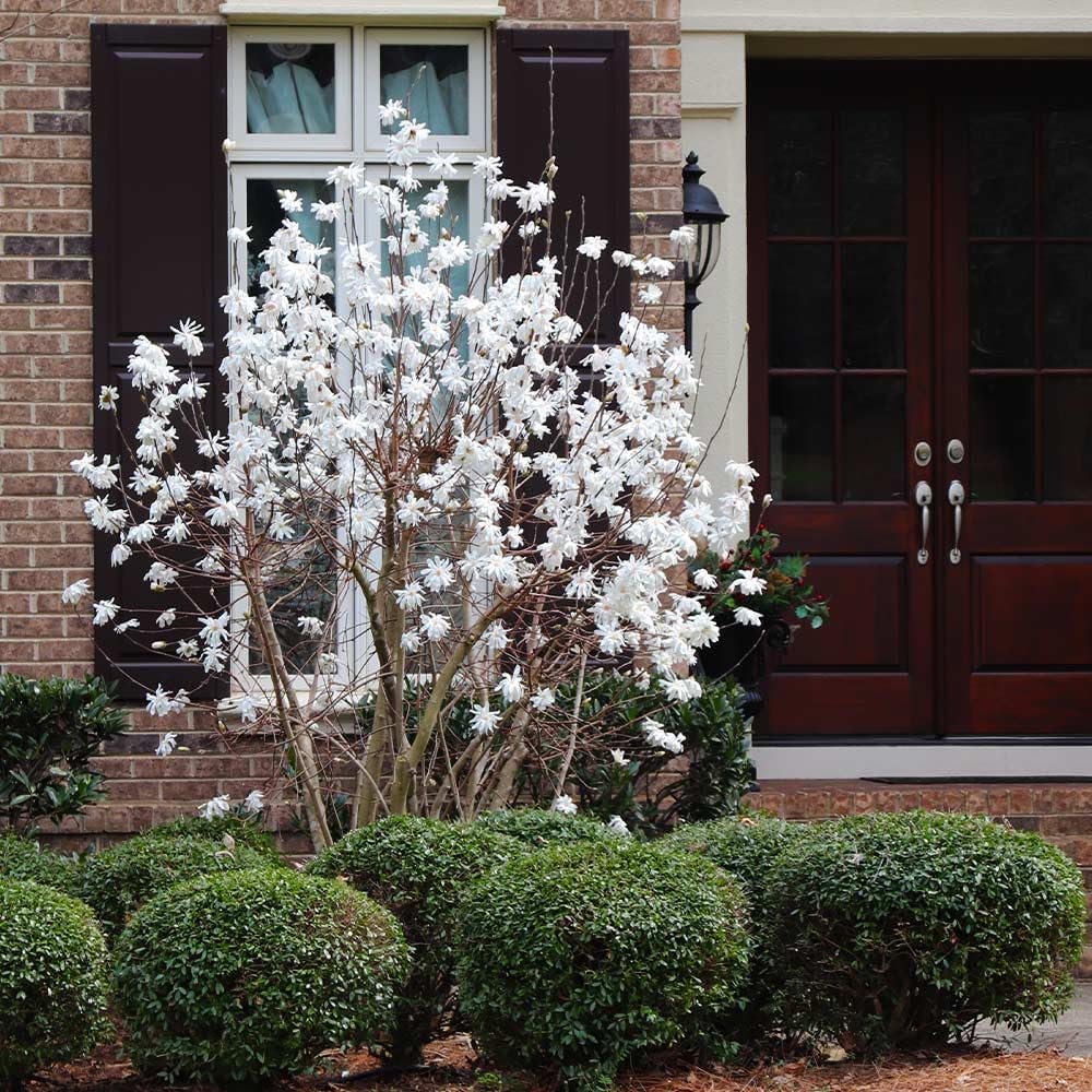 Brighter Blooms - Royal Star Magnolia Tree, 2-3 ft. - No Shipping to AK, AZ, HI, OR