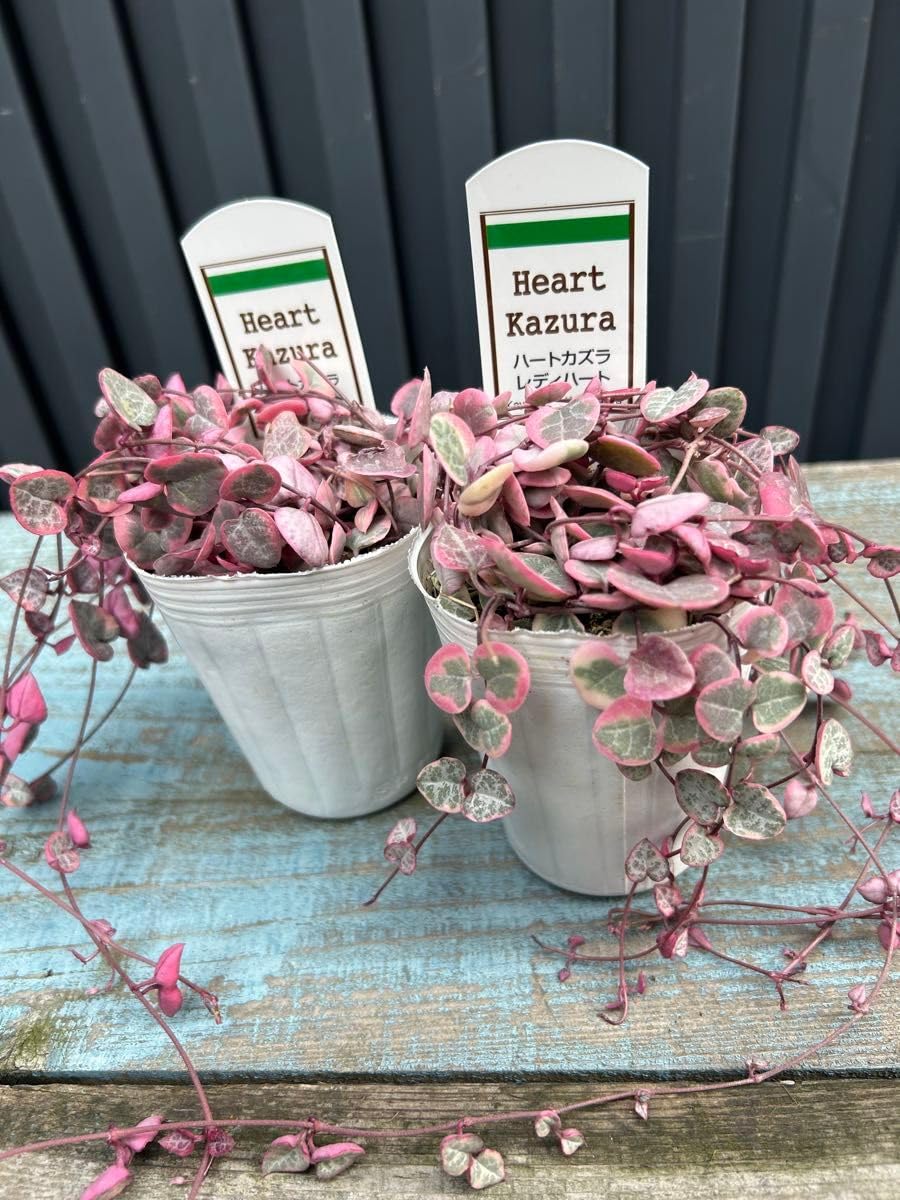 Amazon｜ハートカズラ レディーハート×2鉢 多肉植物｜観葉植物