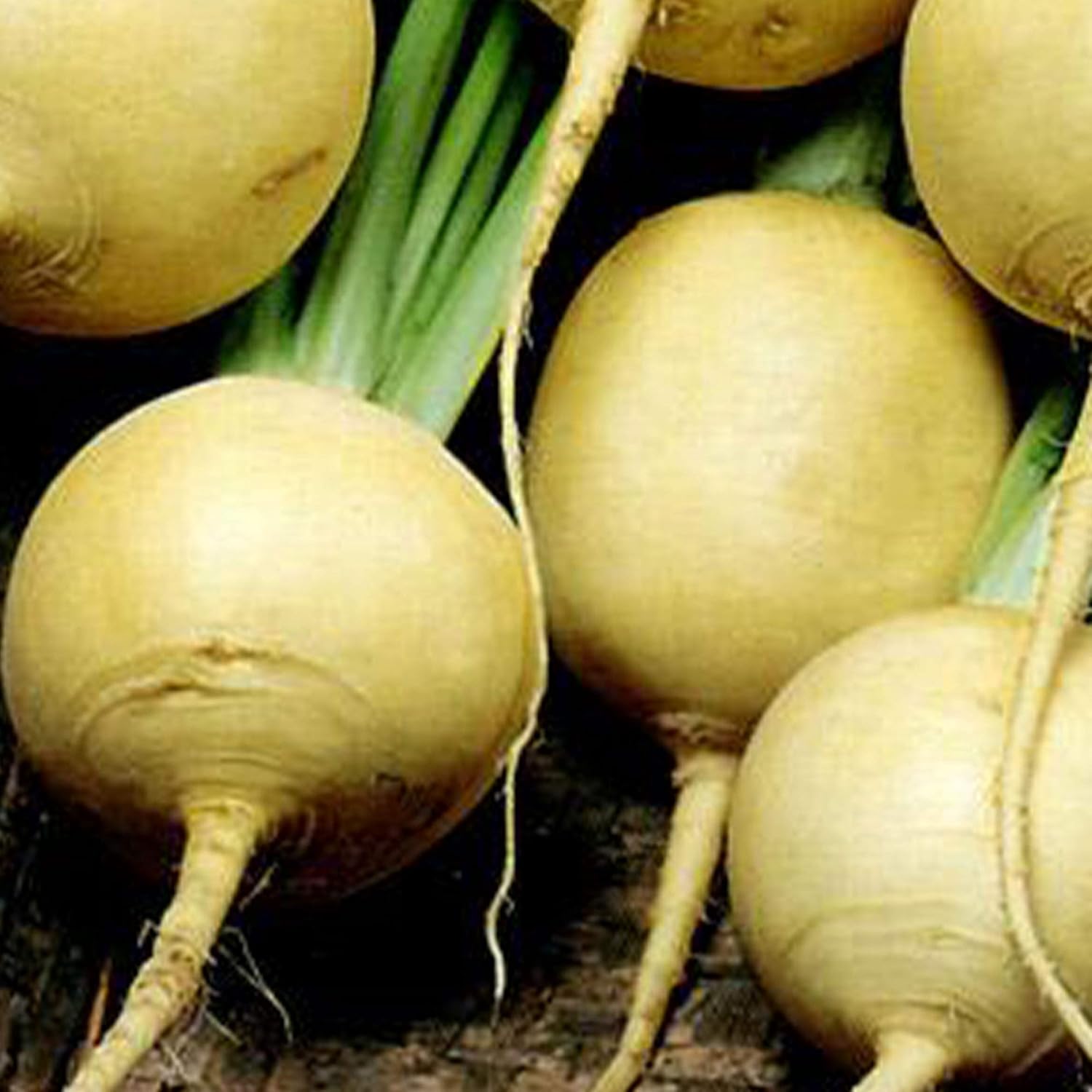 Gold Ball Turnip Seeds - 5 LB Bulk ~760,000 Seeds - Heirloom, Open Pollinated, Non-GMO, Heirloom, Farm & Vegetable Gardening & Micro Greens Seed