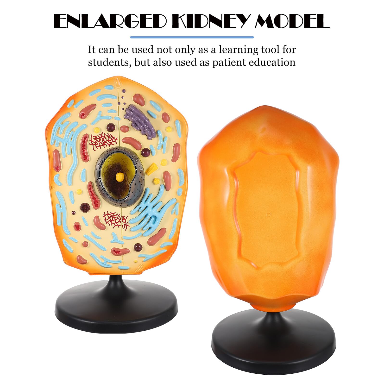 BESTonZON Anatomisches Tierzellmodell aus ABS Lehrmodell für Biologieunterricht Lernhilfe für Schule und Labor Vergrößerte Tierzelle