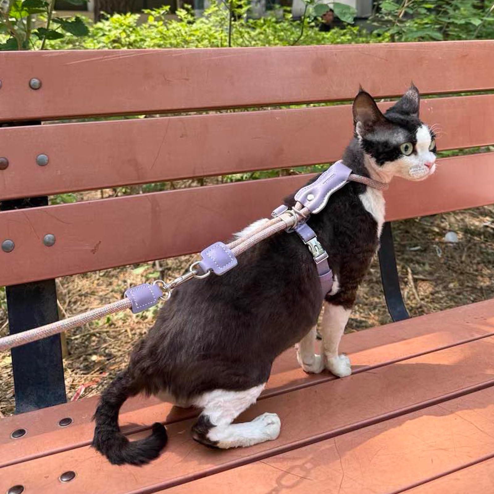Katzengeschirr und Leine, verstellbar, ausbruchsicher, für Spaziergänge, atmungsaktiv, leicht und weich, für kleine bis große Katzen, Violett