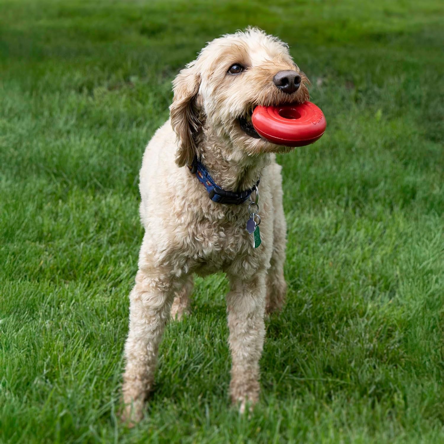 KONG Donut Dog Toy, Natural Rubber Chew Toy, for Medium/Large Dogs | Durable KONG Natural Rubber Chew & Fetch Toy That Promotes Healthy Teeth & Gums with a Fun Bounce & Easy Roll