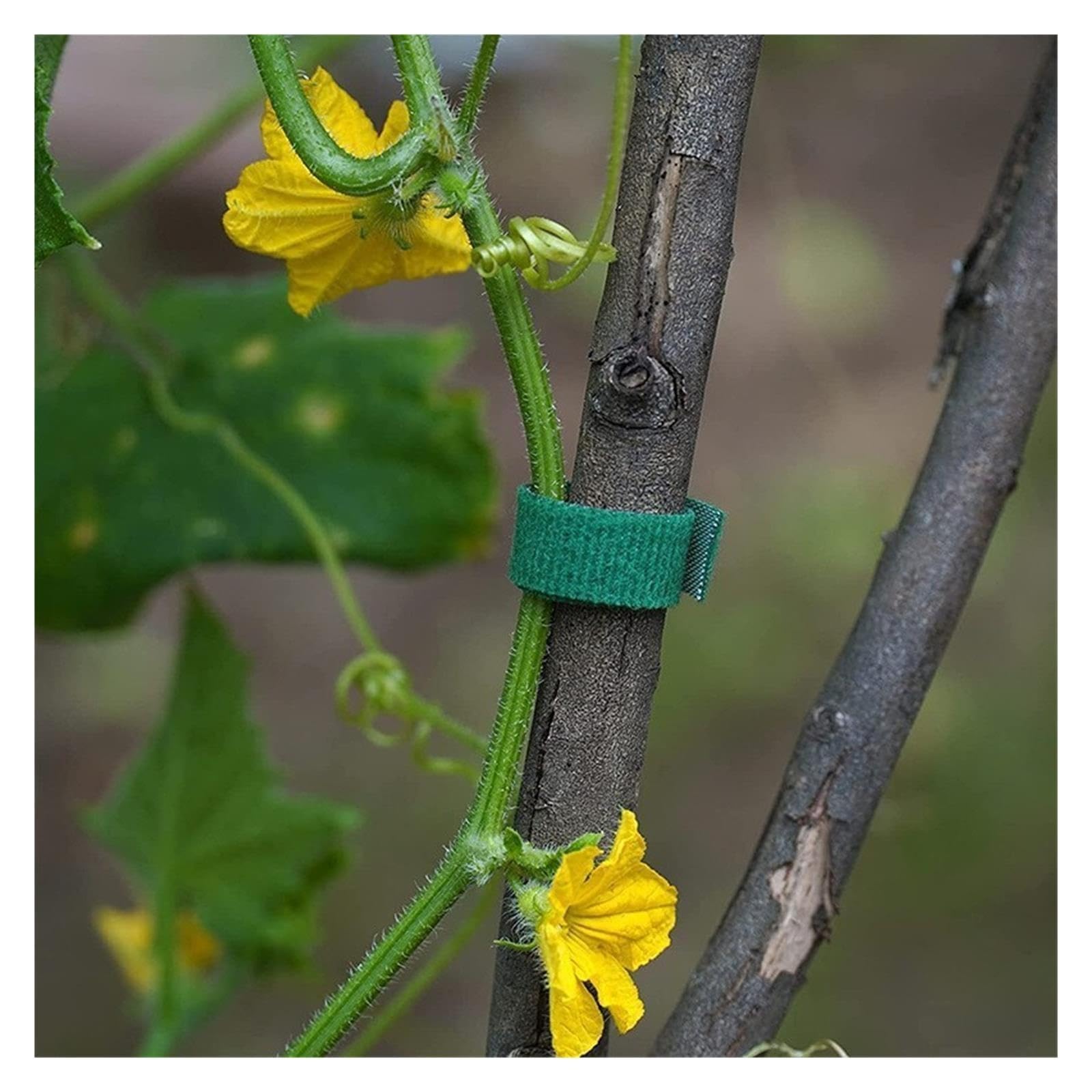 Filo for Legare Da Giardinaggio for Piante Verdi, 2 Pezzi, Autoadesivo