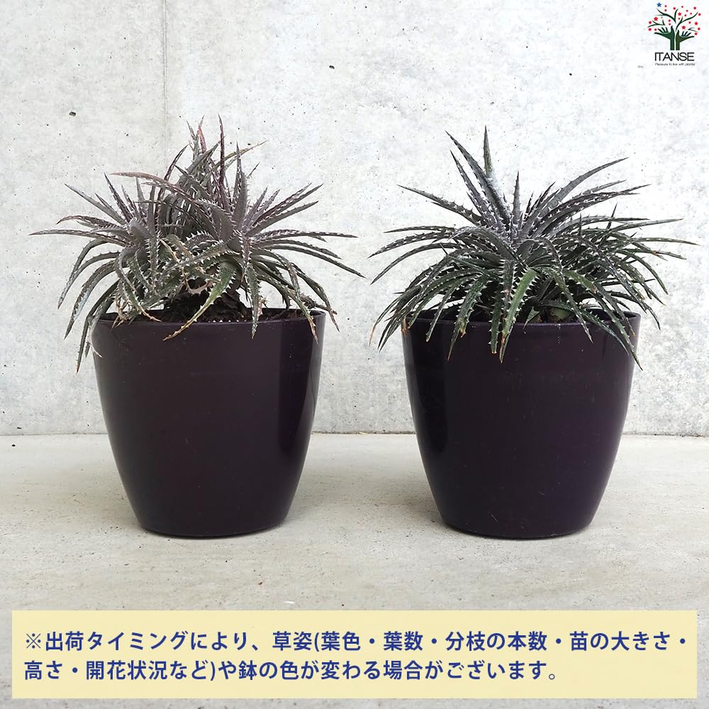 Amazon｜ITANSE ディッキア ブリトルスター 5号鉢 1個売り【品種