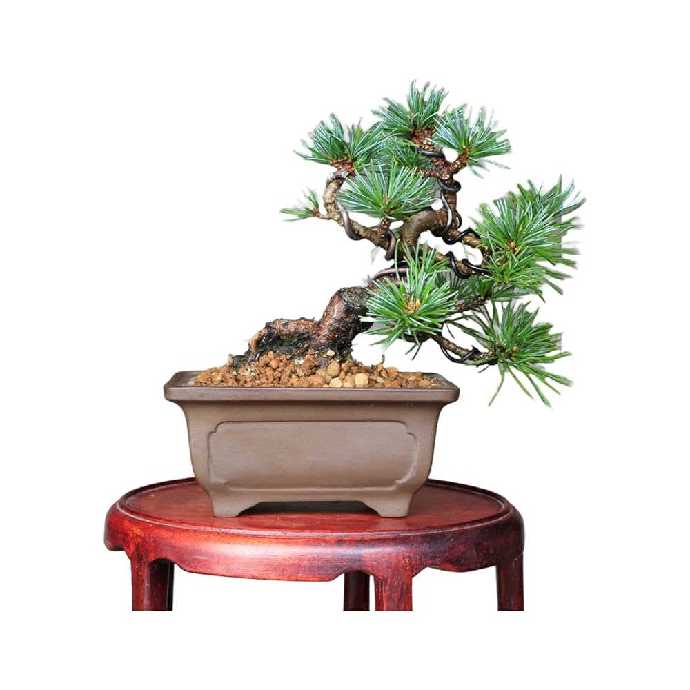 大品那須五葉松盆栽 3-1 大品那須五葉松盆栽 3-1 那須五葉松 | 盆栽、盆栽書籍、盆栽鉢の