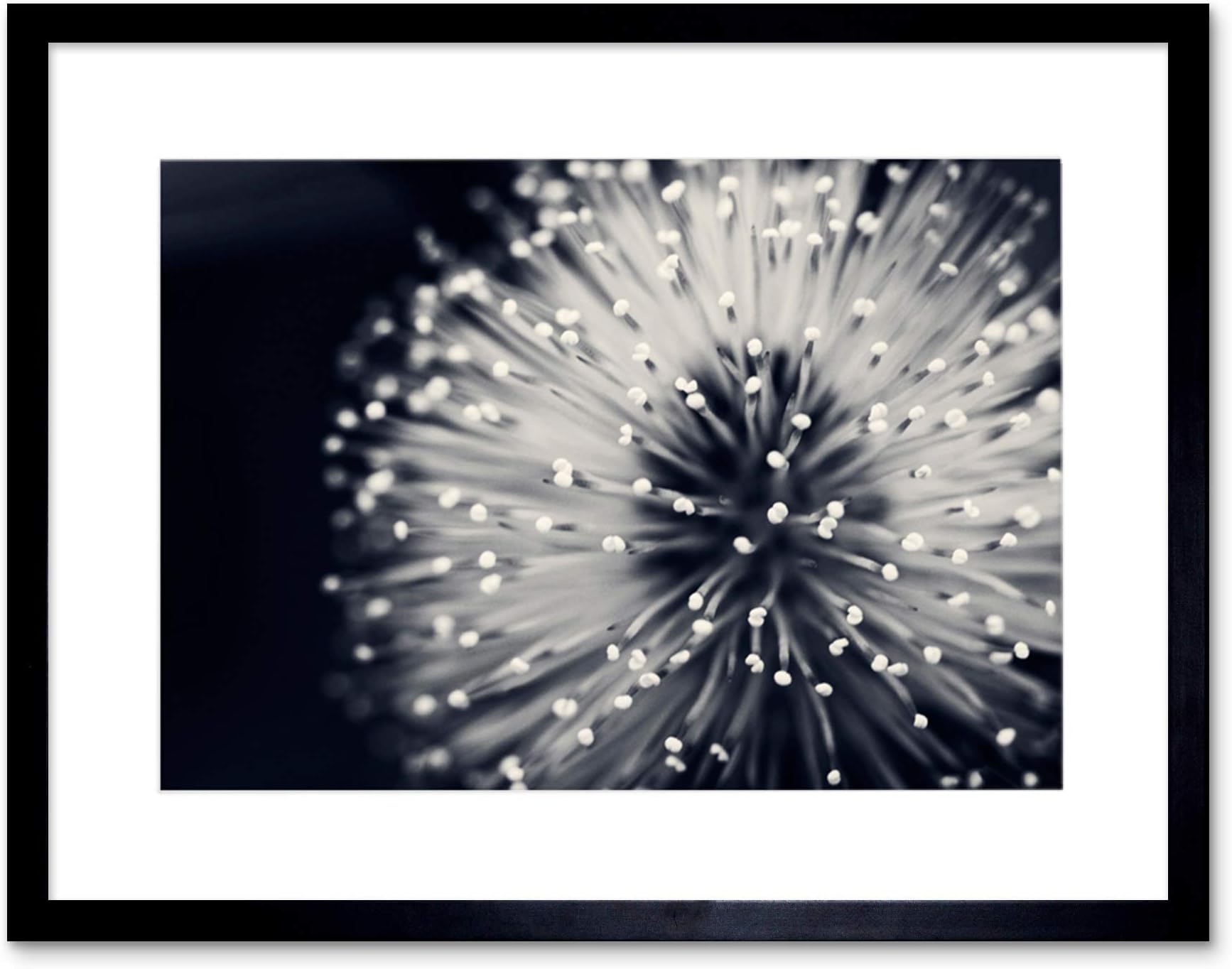 PHOTO NATURE PLANT FLOWER BLACK WHITE BEAUTIFUL HOME FRAMED PRINT F12X4247