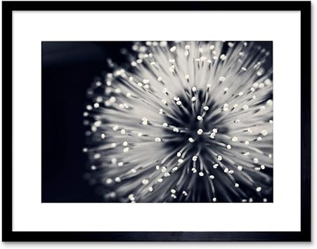 PHOTO NATURE PLANT FLOWER BLACK WHITE BEAUTIFUL HOME FRAMED PRINT F12X4247