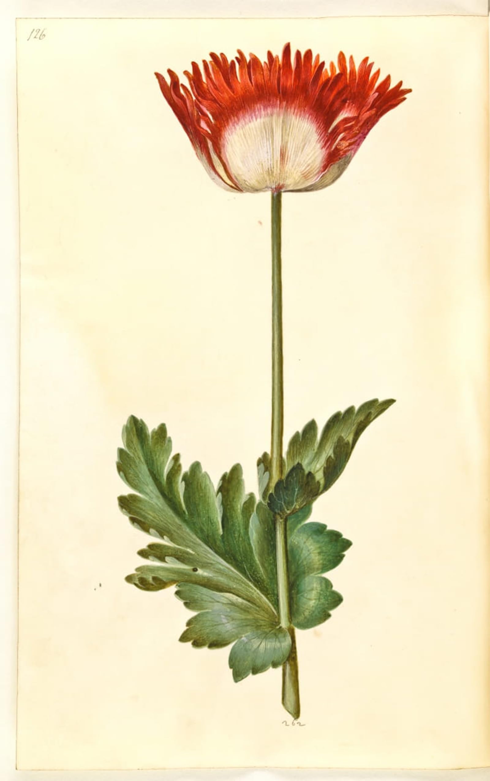 Affiche Graffiti Art Mural Papaver de Holtzbecker 60x90cm