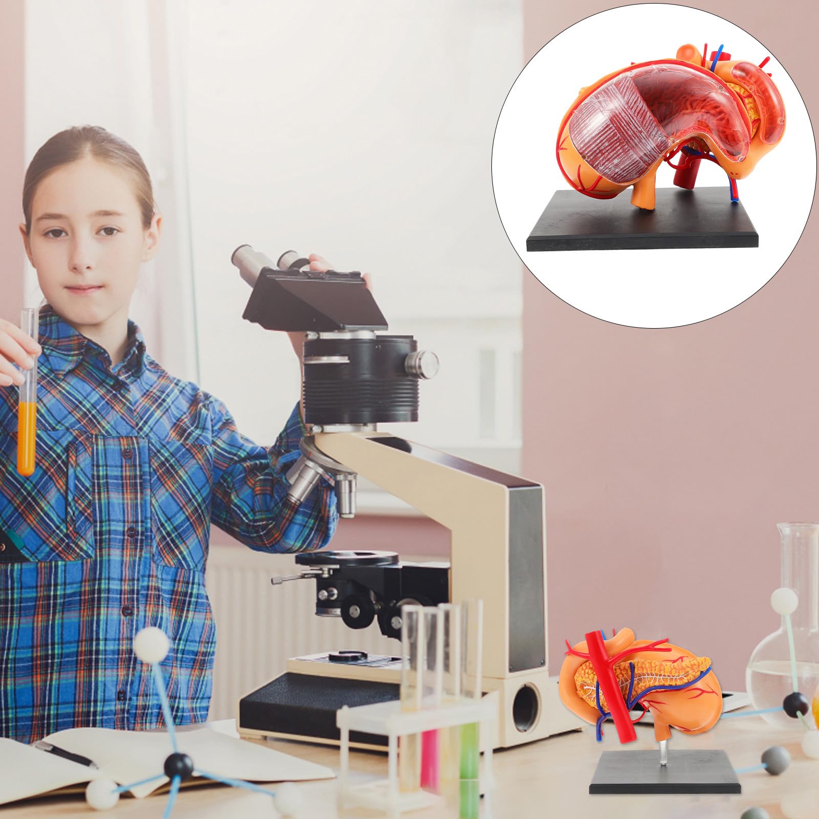 Zerodeko Modèle Anatomique D'estomac Aide la Compréhension du Système Digestif Humain en Plastique Léger pour Classes Biologiques, Matériel Pédagogique pour Étudiants