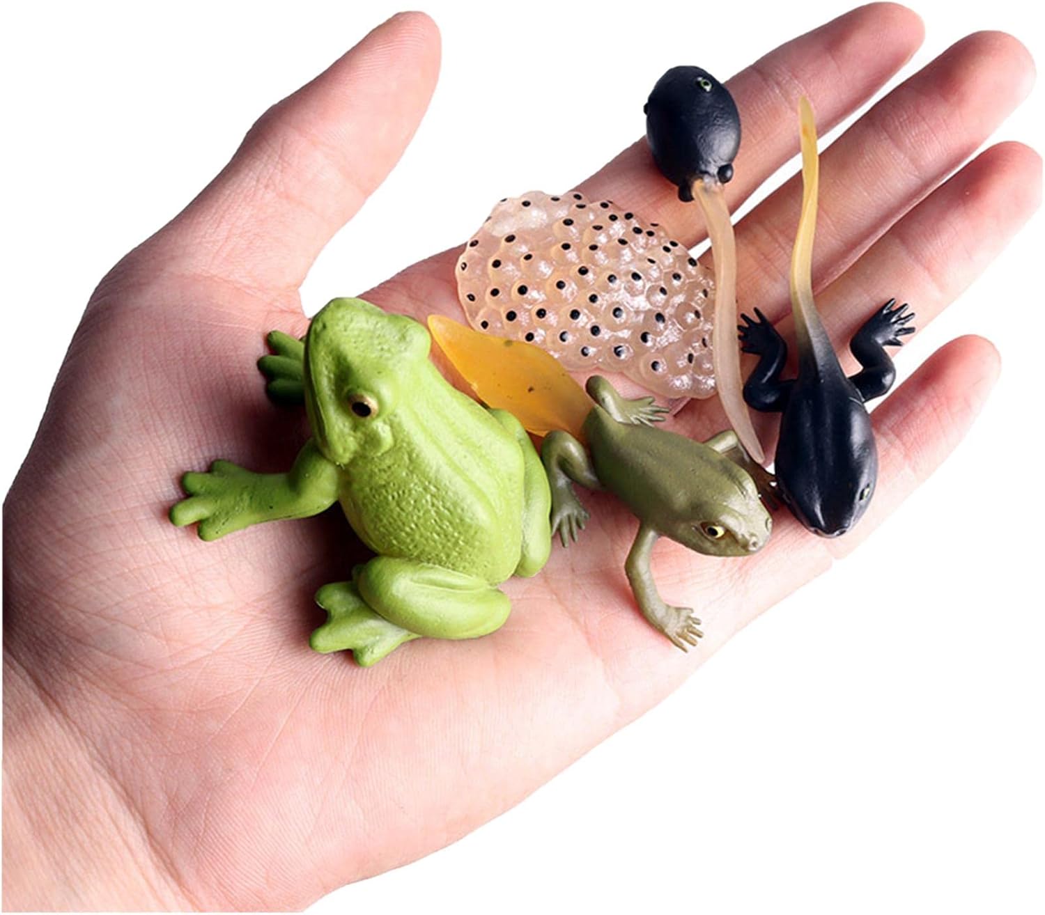 ciclo de vida de una rana - Juguetes realistas de figuras de modelo de ciclo de crecimiento de vida animal,Ayudas para la educación temprana de biología y ciencia, mostrando a los niños las 5 Zhengzhi