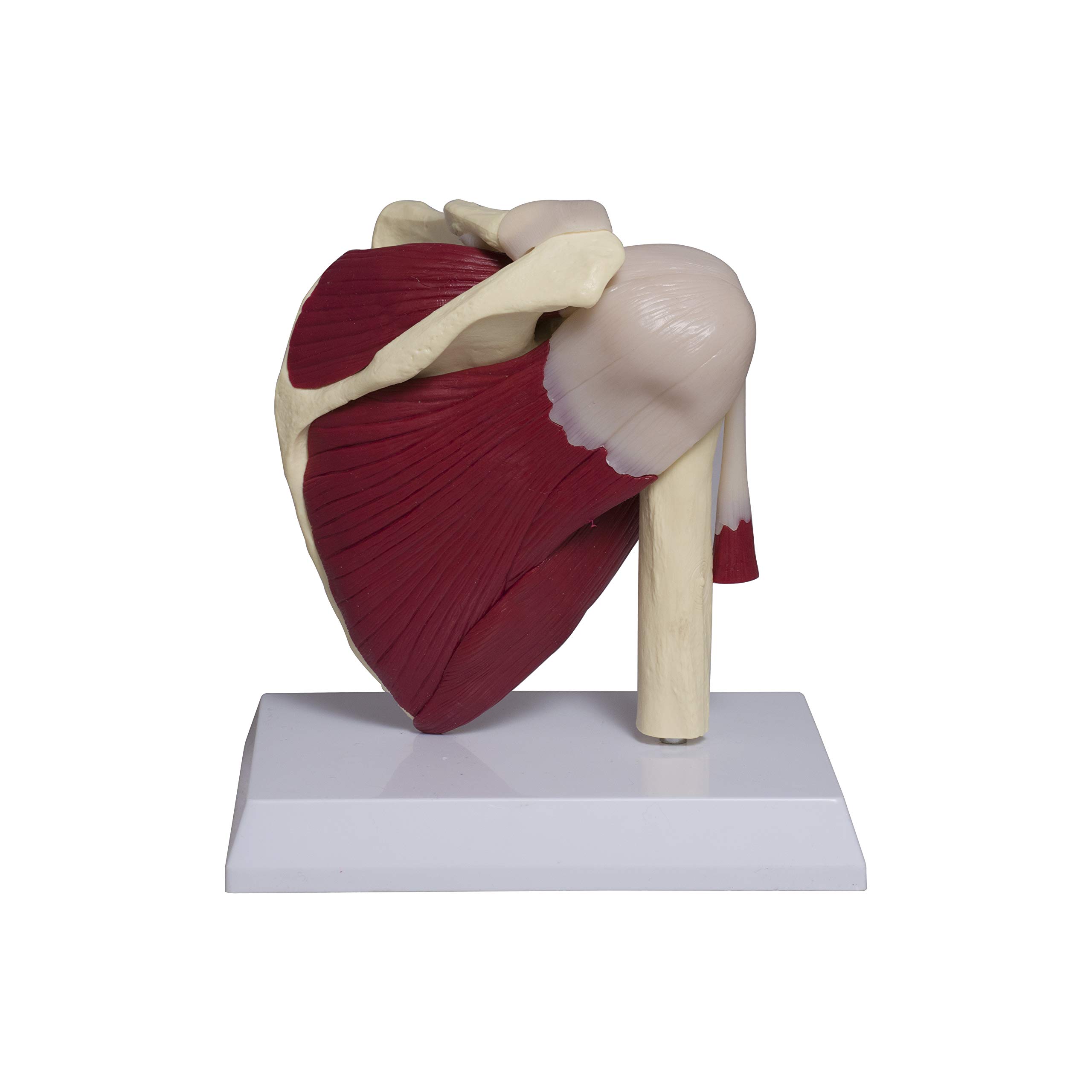 LABZIO Adult Human Shoulder Joint Anatomical Model with Muscle and Highly Detailed Muscular Bone Anatomy with Key Card | Perfect Replica for Medical Students, Doctors and Professional Training-picture-19