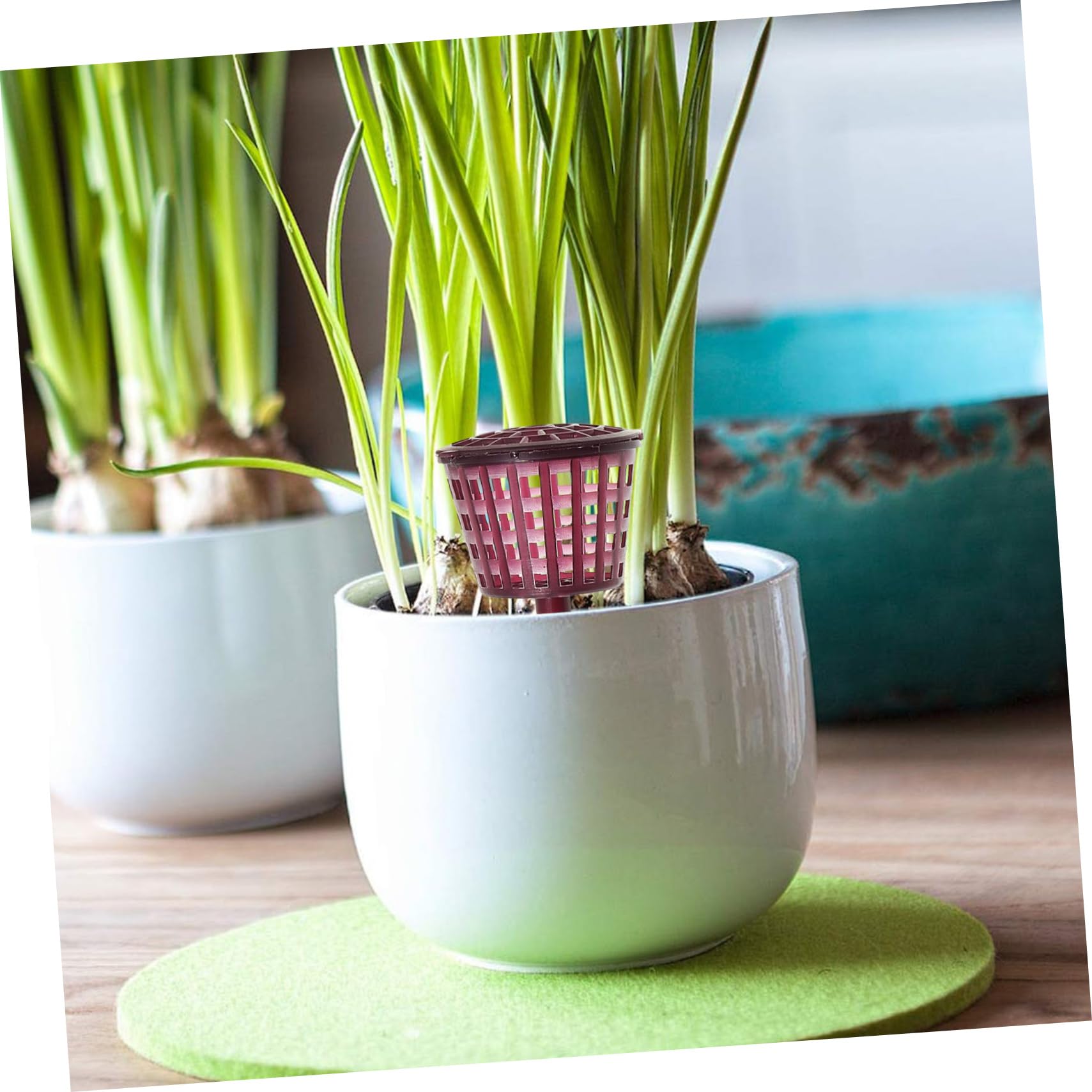 Sosoport Panier D'engrais pour Bonsaï 10 Pièces en Plastique Pourpre | Boîte à Couvercle, Réutilisable, Usage Jardinage et Bonsaï, Protège L'engrais