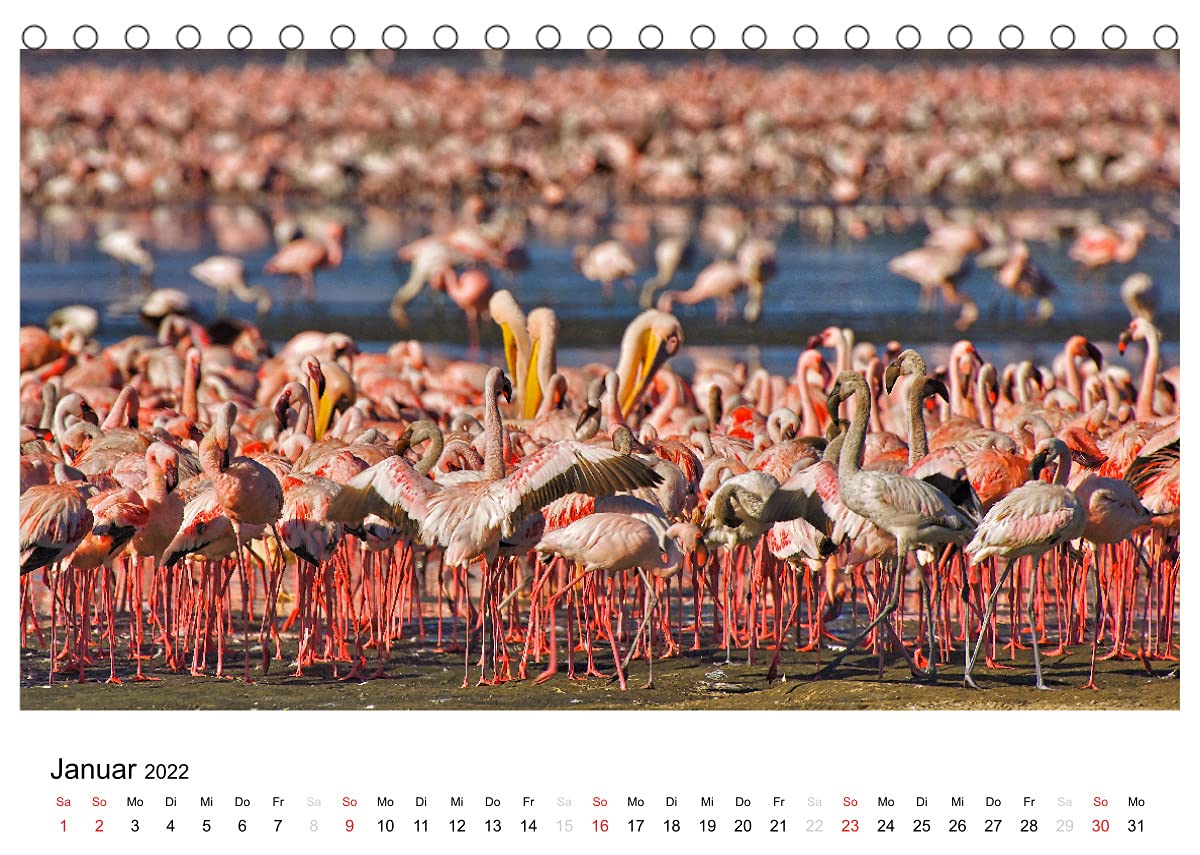 Afrikanische Vögel (Tischkalender 2022 DIN A5 quer): Fotografische Momentaufnahmen aus der gefiederten Tierwelt Afrikas (Monatskalender, 14 Seiten ) (CALVENDO Tiere)