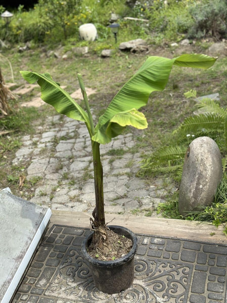 【南国風・観葉植物】ジャパニーズバナナ 芭蕉 南国風・観葉植物】ジャパニーズバナナ 芭蕉