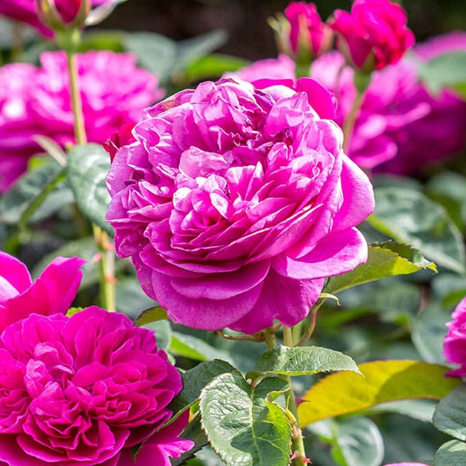 Bahan Traders Live Climbing Rose Miniature (Mini) Rose Grafted Pink Color Flower Plant With Polybag
