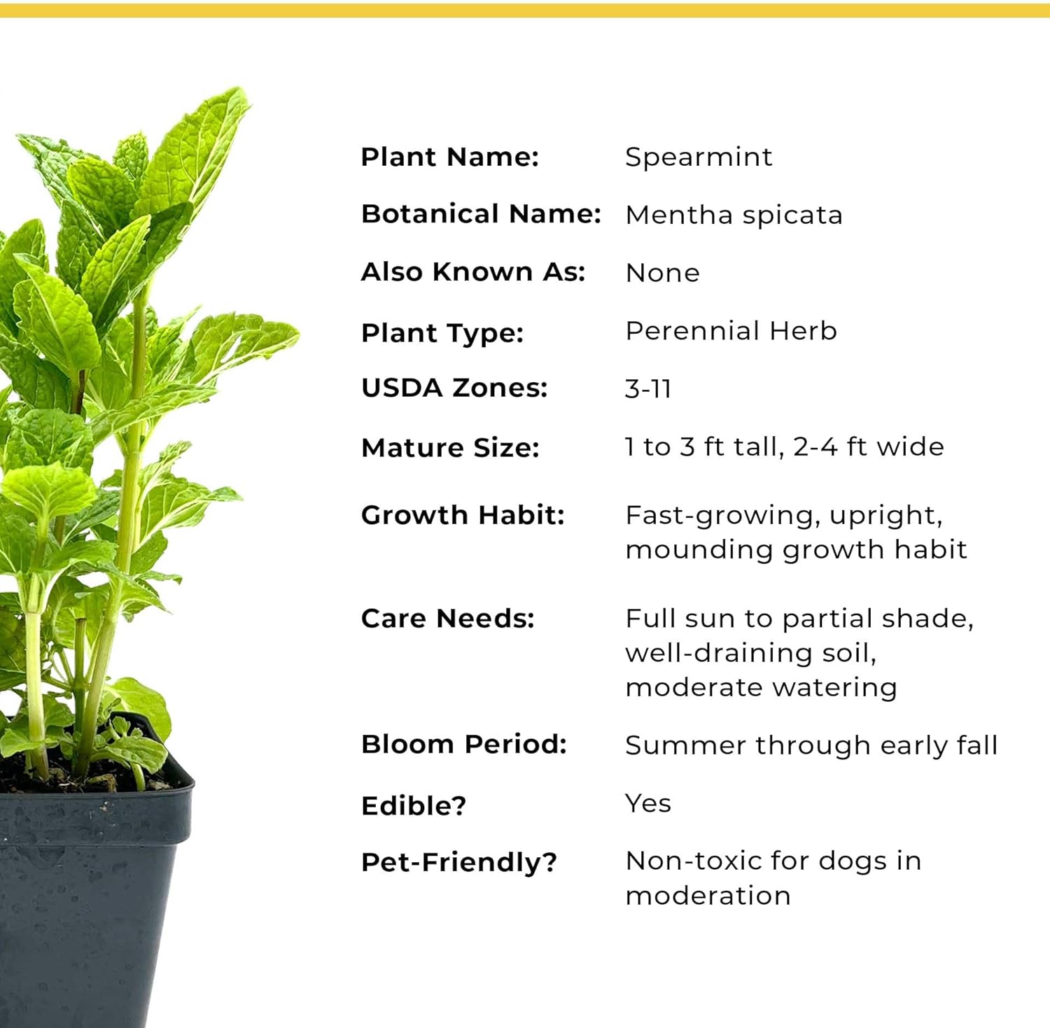 2 Spearmint Plants (Mentha spicata) | Fragrant, Fast-Growing Culinary Herb | Perennial & Hardy for Garden or Containers | Perfect for Tea, Cocktails & Cooking | Live Plants