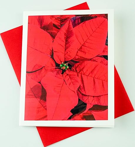 Miniatura 95 de Blooming Flowers – Orquídea Phalaenopsis – Tarjetas fotográficas de alta gama, pesadas y suaves, 8 con 10 sobres de colores, juego en caja