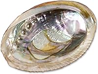 Vista 1 de Wish Well Concha de abulón natural de 4 a 4.5 pulgadas, soporte para incienso y cuenco para manchas de salvia para limpieza, manchas y meditación