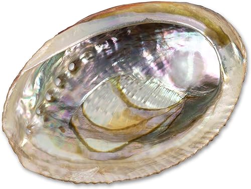 Wish Well Concha de abulón natural de 4 a 4.5 pulgadas, soporte para incienso y cuenco para manchas de salvia para limpieza, manchas y meditación,