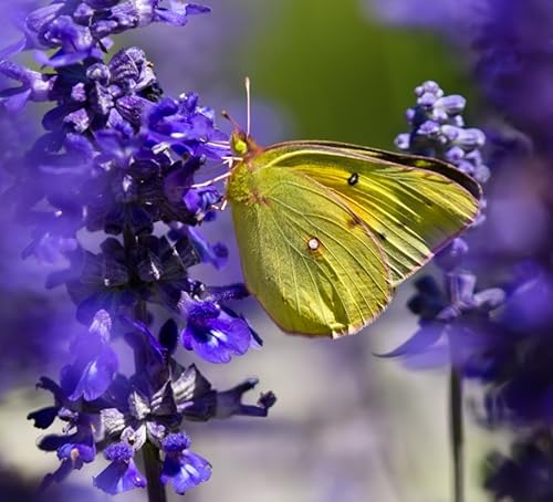 Miniatura 2 de Earthcare Seeds Blue Bedder Sage 500 semillas Salvia farinacea sin OMG reliquia