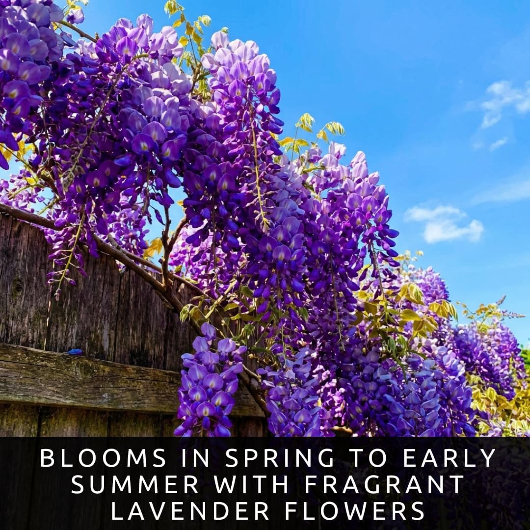 3 Wisteria Live Plants 1–2 Ft Tall – Flowering Wisteria Vine (Wisteria Floribunda) – Fast Growing Climbing Plant for Garden, Trellis, Pergola & Bonsai Training (3 Plants)