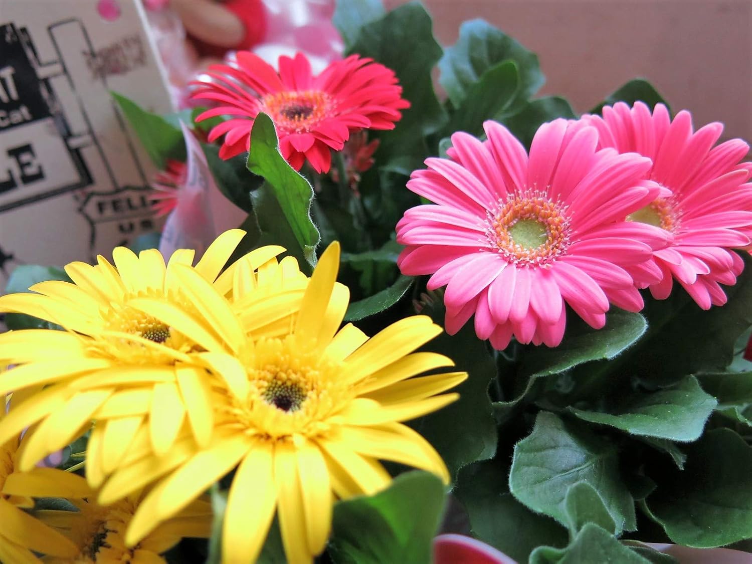 Amazon 母の日 人気 ガーベラ 鉢植え かわいい ガーベラ2個入りギフト ガーベラ色はおまかせ商品です 21 観葉植物 オンライン通販