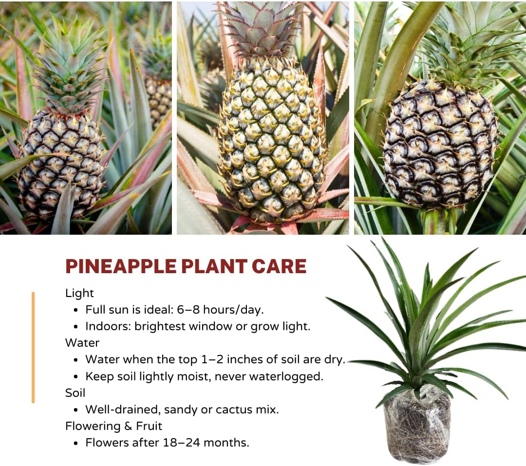White Jade Pineapple Plant Live for Planting 5 to 8 Inch Tall, Sweet Pineapple Fruit Tree Live Plant, Pineapple Seedling