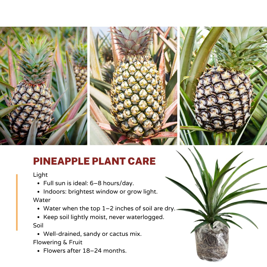 Amazon.com : 1 White Jade Pineapple Plant Live for Planting, Sweet Pineapple  Fruit Tree Live Plant 5 to 8 Inch Tall, Pineapple Starter Plants : Patio,  Lawn & Garden