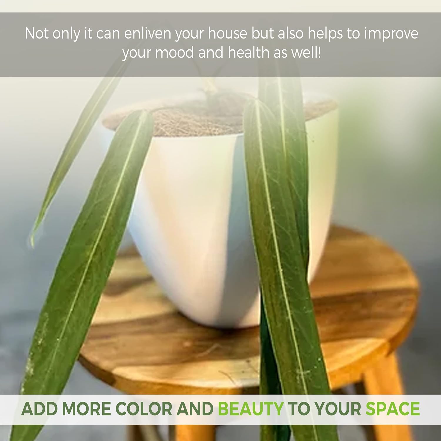 LEAL PLANTS ECUADOR Anthurium Pallidiflorum (Pack of 2)| Green Live Plant for Indoor |Rare & Exotic Indoor Plants for Living Room | Unique Gift for Plant Lovers