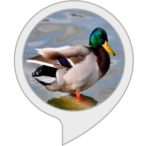 Providence Guide #TOP1