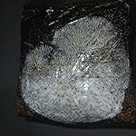 Review Image by Cody McAdam a.k.a. Caribbean Cody