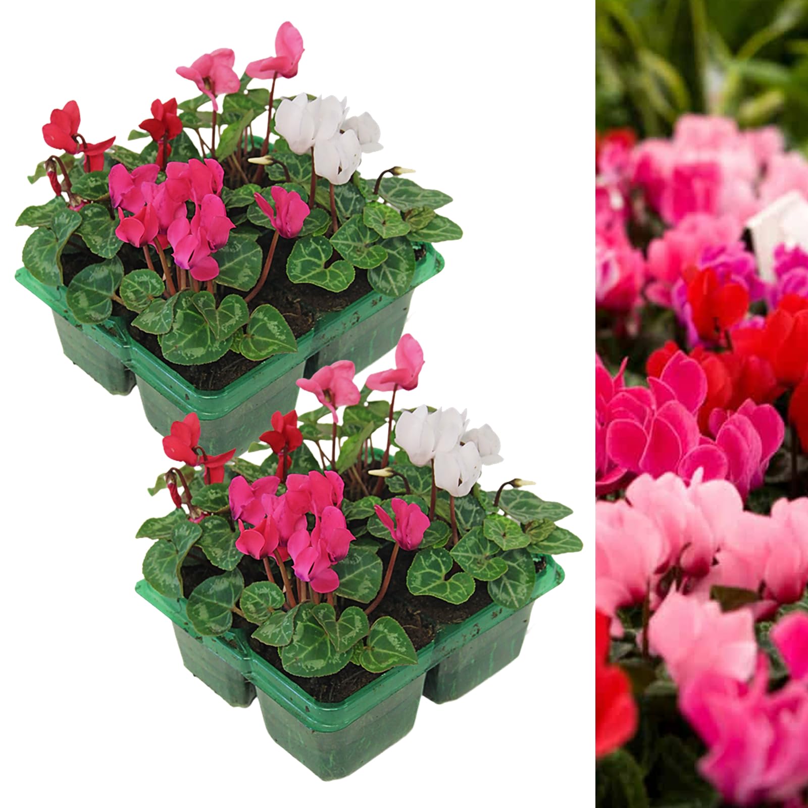 Carbeth Plants Cyclamen Mixed Garden Ready Plants 2 x 4 Pack