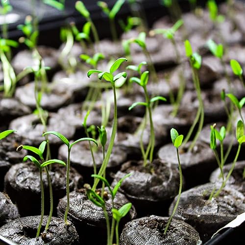 Miniatura 5 de MAQIHAN 50 pellets de turba para plántulas  Pellets de inicio de semillas de 1.378 in para iniciar semillas, tierra de jardín para plantar,