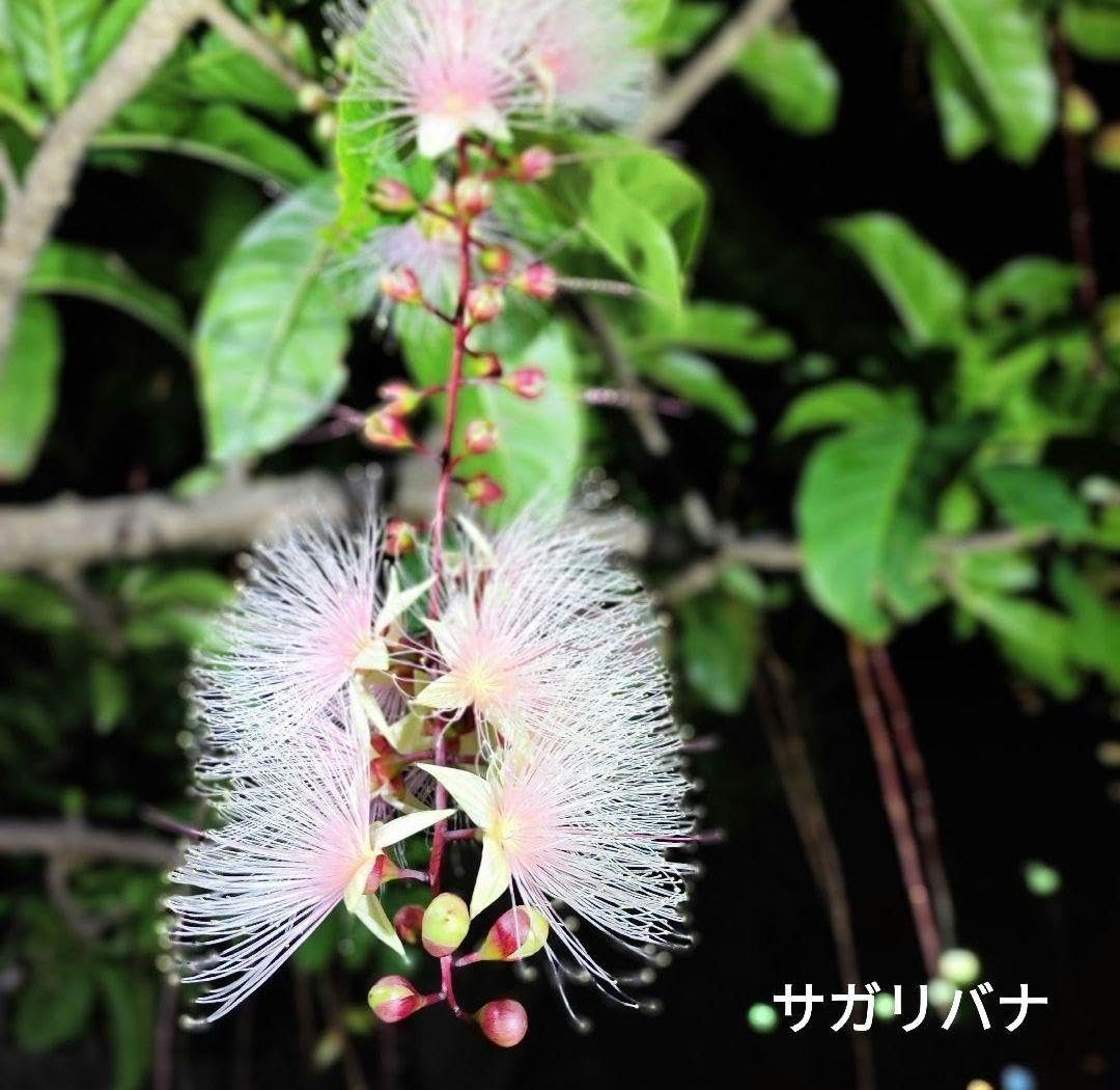 サガリバナ　さわふじ　ピンク/花木　苗　神秘の植物 専用です。沖縄 ② サガリバナ さわふじ 苗 【公式通販】