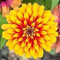 Vista 25 de Eden Brothers - Semillas de zinnia, cactus con flores, sin OMG, plantar en primavera, paquete, flores de bajo mantenimiento, zonas 3, 4, 5, 6, 7, 8