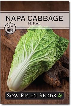 Sow Right Seeds - Hilton Cabbage Seeds for Planting Outdoors - Culinary Asian Variety - Non-GMO Heirloom Chinese Napa Cabbage - Easy Grow Garden & Home Use for Healthy & Delicious Recipes 1