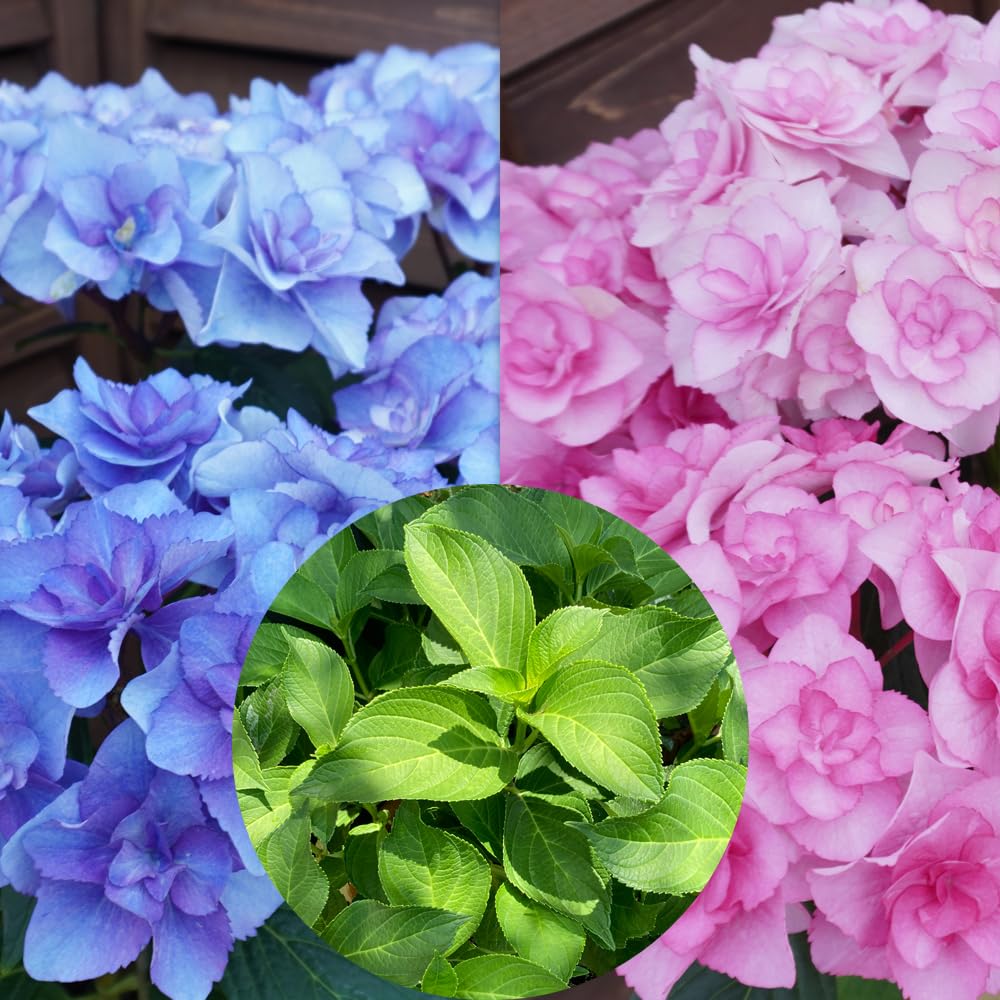 紫陽花　アフロ抜き苗１本コメントページ ヤマアジサイ 小田虹 苗 販売 苗木部 By 花ひろばオンライン