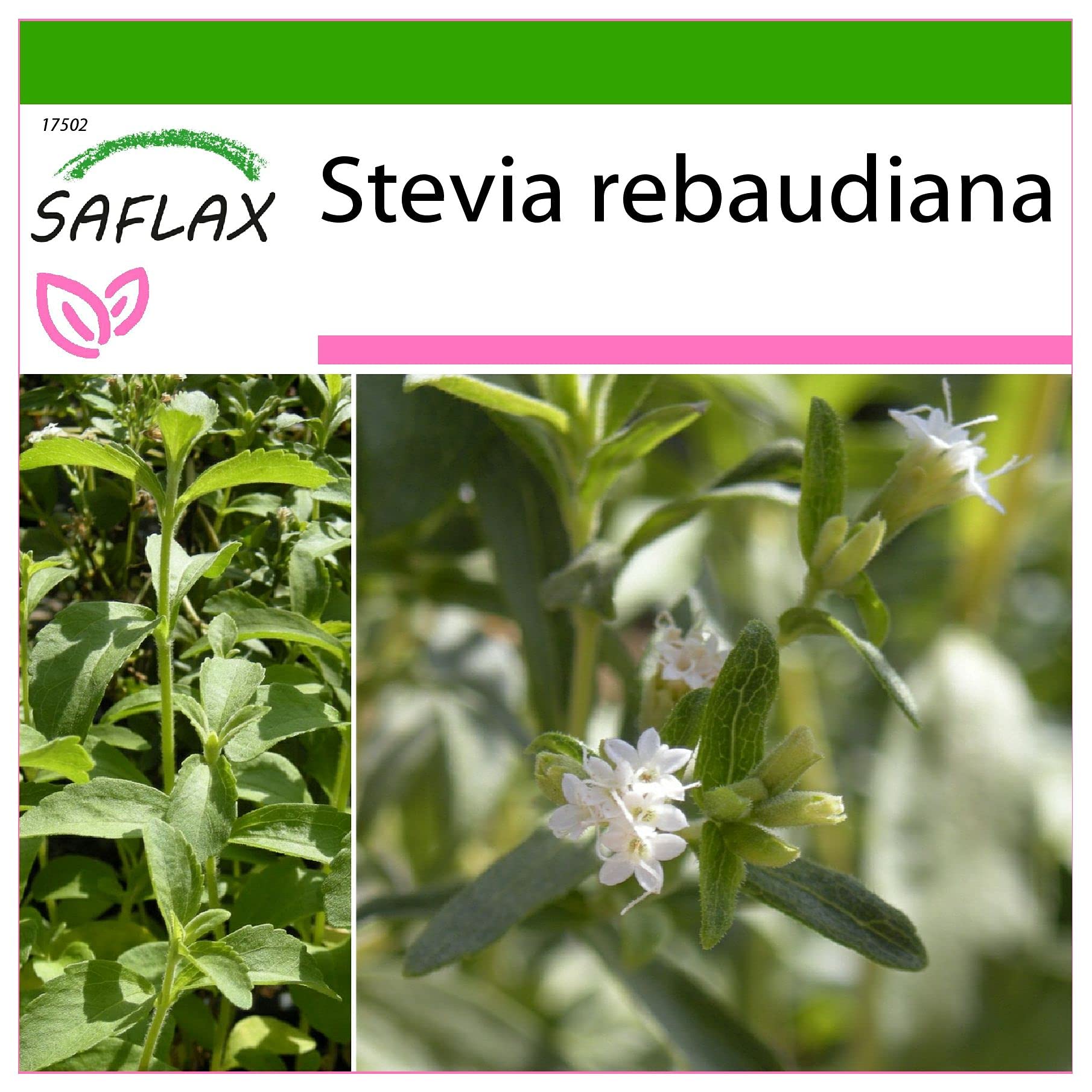 SAFLAX - Stevia - 100 semi - Con substrato - Stevia rebaudiana