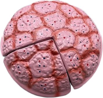 Biology Teaching Model Umbilical Cord Placenta Model - Life Size Umbilical Cord Placenta Model Umbilical Cord Placenta Model