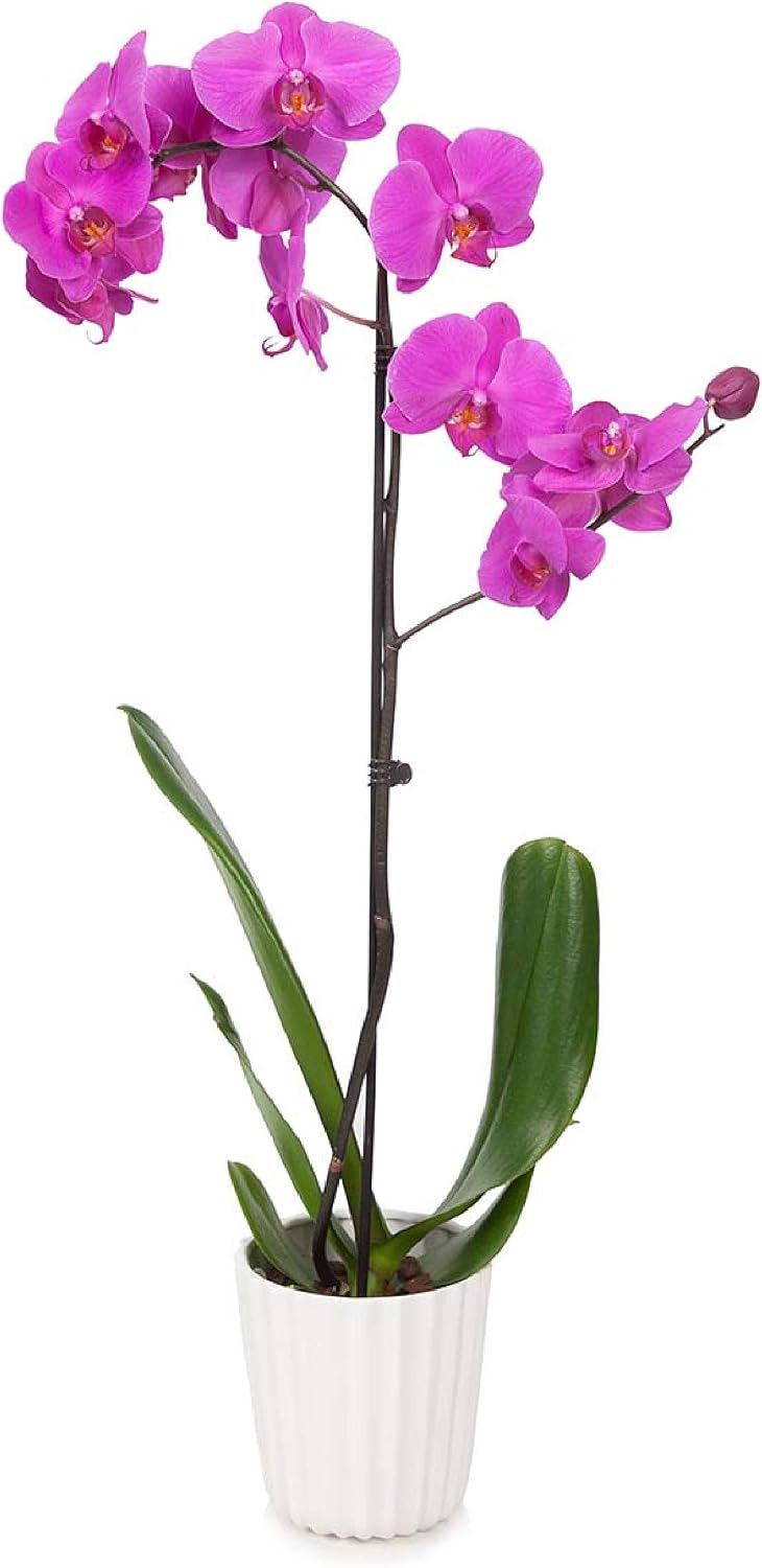 Just Add Ice J-424 Orchid Easy Care Live Plants, 5” Diameter, Purple