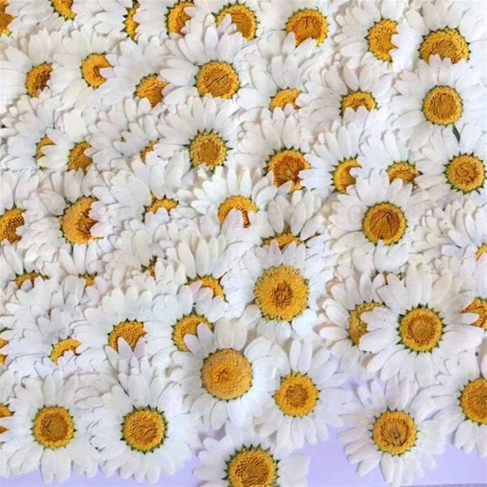 Bouquet Fleurs SéChéEs Lot de 100 Fleurs pressées séchées Naturelles à Faire soi-même, Marguerite Blanche, for Bijoux en résine, Autocollants for Ongles, Maquillage, Artisanat