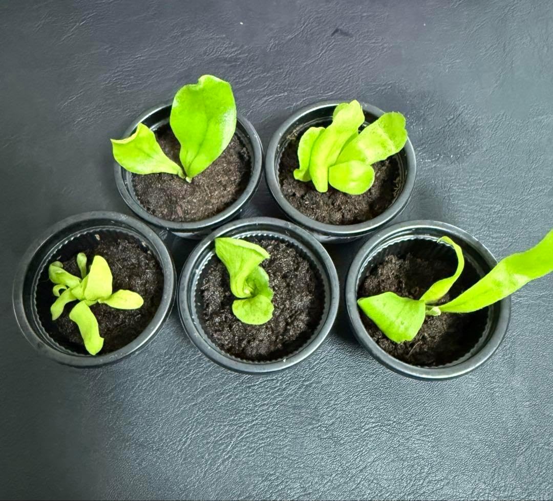 ビカクシダ5点セット 幼苗 小苗 胞子葉 管理番号39