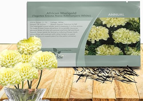 Outsidepride 1000 semillas anuales Tagetes Erecta africana caléndula blanca semillas de flores de jardín para plantar