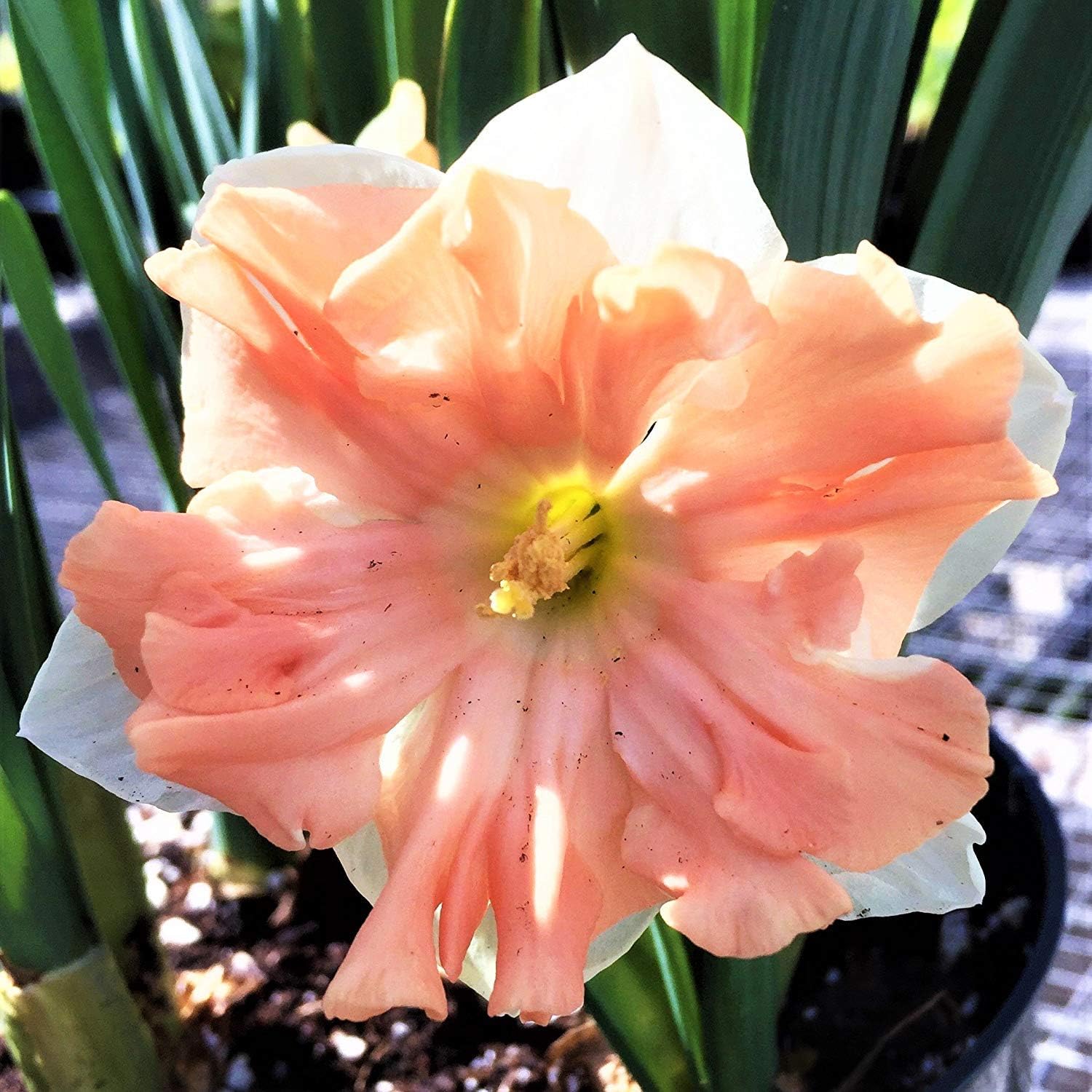 10 Fragrant Pink Daffodil Bulbs,Very Beautiful Bulbs Quality Assurance