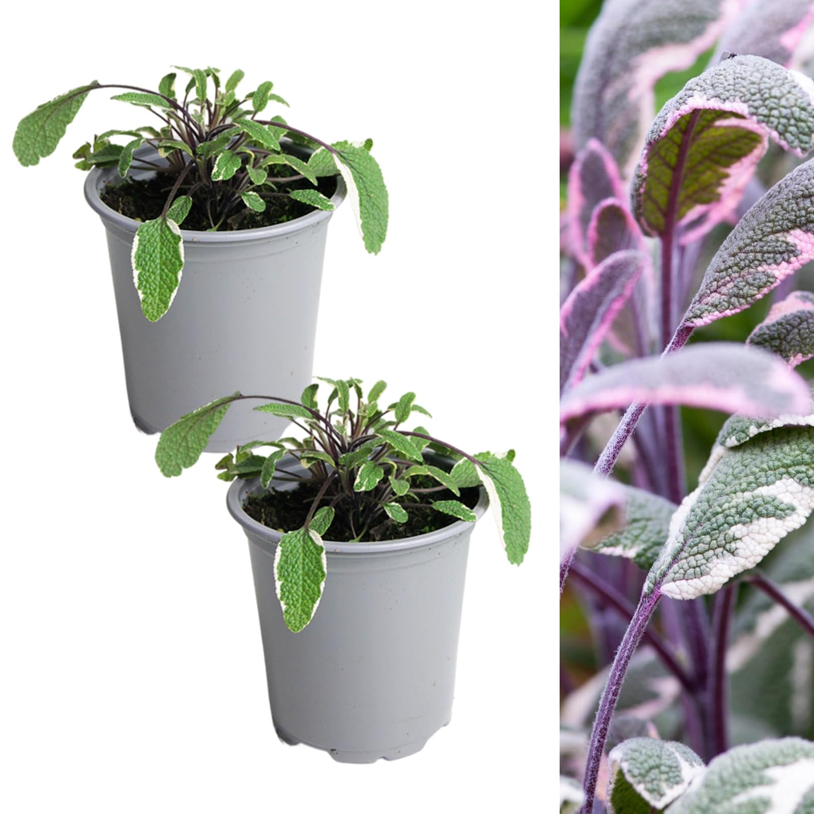 Carbeth Plants - 2 x Sage Tricolour Herb Plant in 9cm Pots