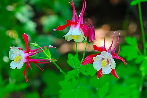 Miniatura 3 de Mezcla de semillas de Aquilegia multicolor única, más de 40 semillas para plantar sin OMG, también conocida como Columbine o Granny's Bonnet