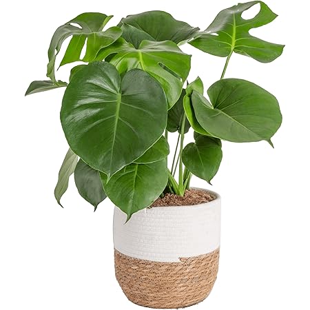 リリー Izek Van Omerta Chapter 117 | TikTok